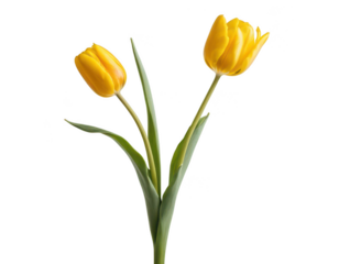 yellow tulips isolated on white background, on transparent background png