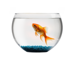 A single goldfish swimming in a round bowl on white background, on transparent background png