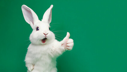 White rabbit giving a thumbs-up.