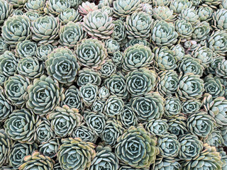 Succulent plants garden floral background. Top View.