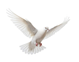 Fototapeta premium white dove flying on white background, on transparent background png