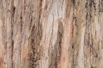 Panoramic photo relief texture of dry tree bark. Brown bark background.