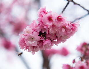 Sakura flowers close-up. Spring sakura trees with pink flowers.