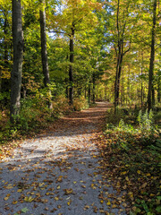 Gravel pathway meandering through a lush autumn forest, showcasing colorful leaves, natural beauty, and soft sunlight filtering through the canopy for a peaceful and picturesque scene.