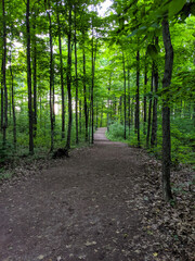A tranquil dirt path winds through a dense forest. Sunlight filters through the lush green leaves of the tall trees, creating a peaceful and inviting scene, ideal for nature explorations.