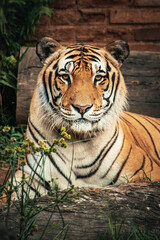 Fototapeta premium Tigre Majestoso na Selva: A Força e Beleza dos Grandes Felinos