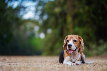 Happy Beagle Lying on Grass in a Peaceful Outdoor Setting