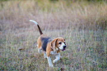 Beagle Walking in a Field of Dry Grass on a Sunny Day