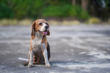 Beagle Dog Sitting Outdoors, Looking Happy and Content on a Bright Day
