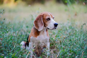 Beagle Dog Relaxing in a Natural Field Surrounded by Greenery
