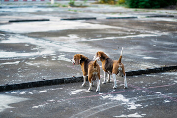 Two Beagle Dogs Exploring an Outdoor Concrete Area Together