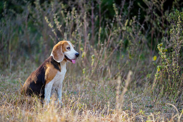 Beagle Dog Sitting in a Dry Grass Field During a Sunny Day