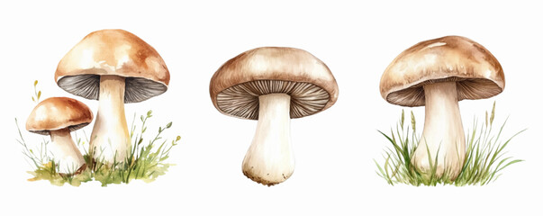 Watercolor set of champignon mushrooms png. whole champignon mushrooms for eating and cooking. Vegan and healthy food concept. Growing champignons. Vector illustration.