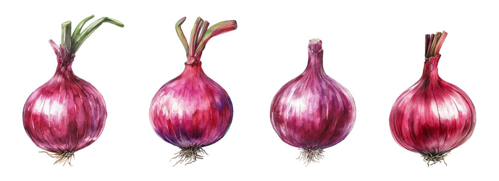 Watercolor set of red onions. Red onion with root and green sprout. Organic vegetables concept. Products for cooking. Watercolor vegetables. Vector illustration.