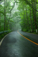 Obraz premium Foggy road with green plants and shade in a refreshing summer scene