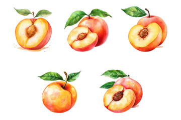 Watercolor set of peaches png. Whole peaches and peaches in the cut with juicy pulp and stone in the middle. Sweet summer fruits watercolor. Vector illustration.