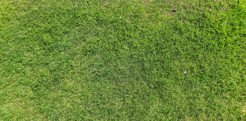 Obraz premium Vibrant green grass filling the frame, creating a lush and inviting outdoor atmosphere ideal for relaxation or play in bright sunlight.