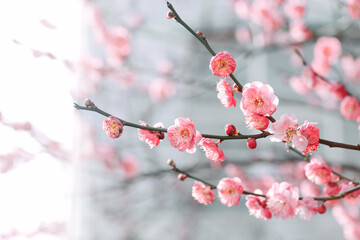 Spring pink blossoms with a sea of plum flowers