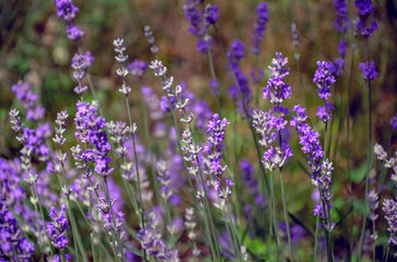 Naklejka premium Sunlit purple lavender blooming in the garden.