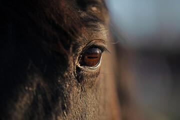 Close-up of a horses deep brown eye. Macro shot capturing the details of a horses gaze. Look from a wild horse eye. Horses eyes. Closeup portrait of a majestic horses face. Horse eye close-up. © Volodymyr