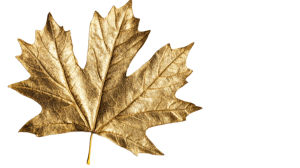 Golden maple leaf with transparent background for graphic design use