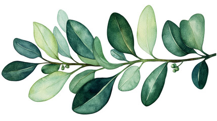 Naklejka premium Botanical branch with leaves on a transparent background