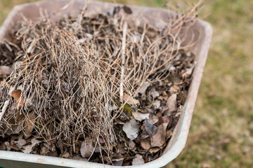 A pile of old leaves in a garden wheelbarrow in spring. General cleaning in the garden. Clearing...