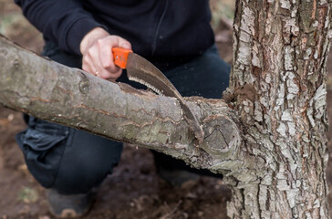 Pruning the branches of a fruit tree with a garden saw. A hand saw in the hands of a man. Close-up tree sawing, Tree maintenance. Gardening. Preparing the garden for the summer season.