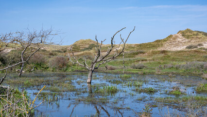 A tree stands in the water in nature