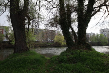 Riverside Serenity: A Calm River Landscape with Trees and Distant Bridge