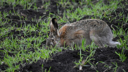 hare eating green grass on a field in spring.