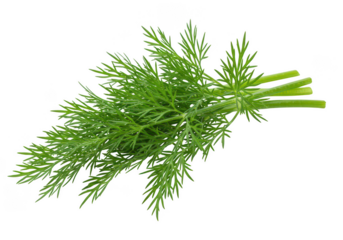 Close up of a fresh bunch of green dill with stems isolated on a png transparent background in a studio shot