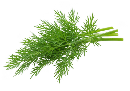 Close up of a fresh bunch of green dill with stems isolated on a png transparent background in a studio shot
