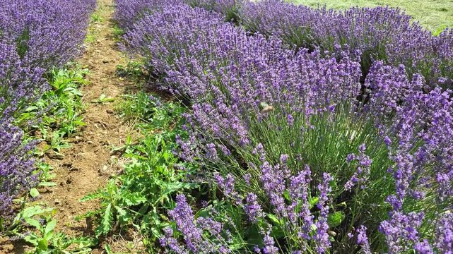 Nahaufnahme von bl&uuml;hendem Lavendel in einem &uuml;ppigen Feld. Die Lavendelbl&uuml;ten sind in einem satten Violett gehalten und stehen dicht beieinander.