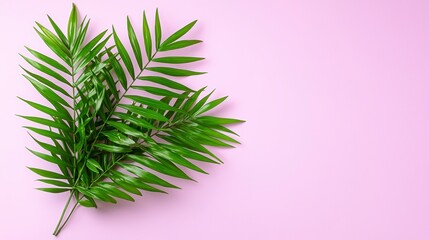 Fototapeta premium Lush Green Palm Fronds on Pink Pastel Background