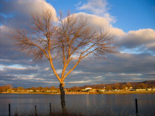 Leafless tree in golden hour sunset light above the Mississippi River