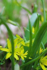 Obraz premium Close-up of vibrant yellow wildflowers blooming in a sunlit garden setting.