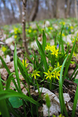 Close-up of yellow spring wildflowers blooming in the forest