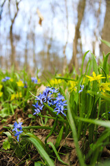 Obraz premium Blue and Yellow Spring Flowers Blooming in Nature