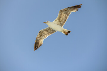 Obraz premium Seagull Gliding Effortlessly Against a Clear Blue Sky in Mid-Flight