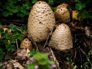 Shaggy Mane Mushrooms_1010229