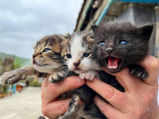 Close-Up of Three Adorable Kittens Being Held Outdoors