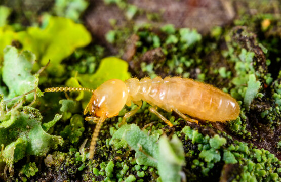 Reticulitermes lucifugus - yellowish worker termite searching for food among green lichens on a tree near the Black Sea, Ukraine