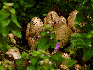 Shaggy Mane Mushrooms_1010227