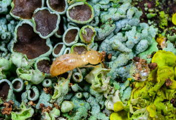 Reticulitermes lucifugus - yellowish worker termite searching for food among green lichens on a tree near the Black Sea, Ukraine