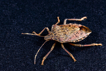 Brown marmorated stink bug Halyomorpha halys, close-up of harmful invasive bug, pest of...