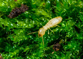 Reticulitermes lucifugus - yellowish worker termite searching for food among green lichens on a tree near the Black Sea, Ukraine