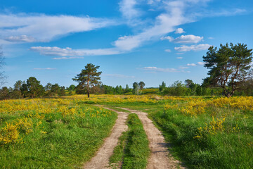 Crotalaria Juncea Field and Dirt Road