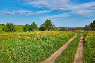 Crotalaria Juncea Field and Dirt Road