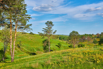 Yellow Flowers and Hills Under Blue Sky